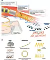 Magnetisches Mikrorobotersystem zur gezielten Wirkstoffabgabe. Ein Katheter oder Endoskop bringt eine Mikroroboter-Baugruppe in die Nähe des Zielgewebes, woraufhin die Mikroroboter mittels magnetischer Navigation durch das Gefäßsystem geleitet werden. Das System ist so konzipiert, dass es sich in einen Mikroroboter-Schwarm auflöst, die Wirkstoffe lokal freisetzt und anschließend abgebaut oder aus dem Körper ausgeschieden wird.
