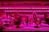 Horticulture-LEDs liegen im Trend.