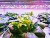 Organic hydroponic vegetable grow with LED Light Indoor farm,Agr