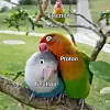 Meme Neutron Proton Elektron Papagei