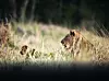 Lioness with young cub