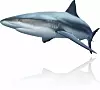 Caribbean Reef Shark